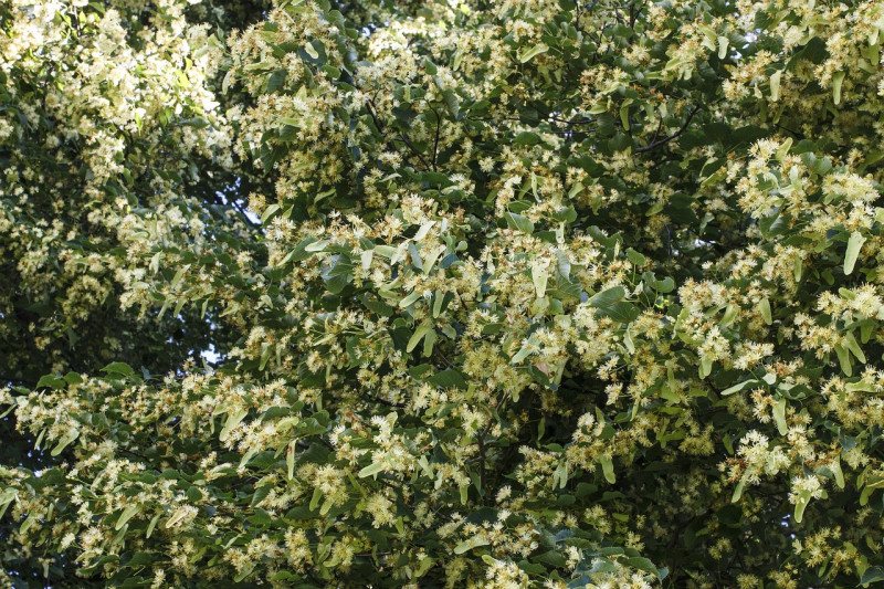 Linde, Tilia, drachtbomen, insectenbomen, vogelbomen, nectar stuifmeelbomen